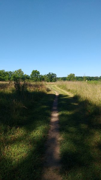 Prairie crossing heading toward the road.