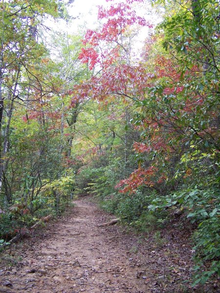 October trail run Paris Mountain Greenville, SC.