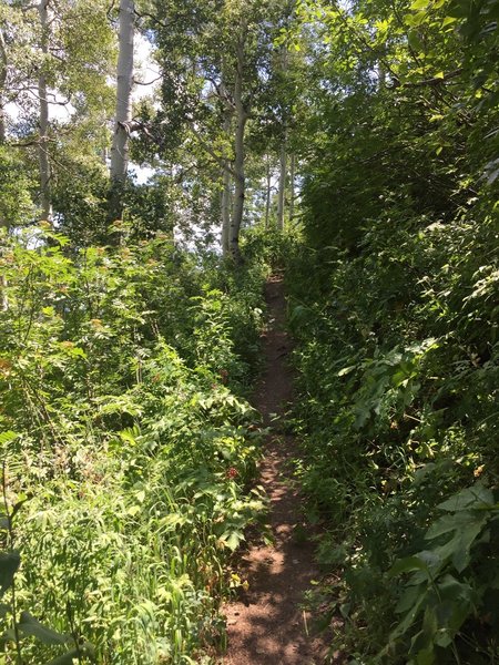 Butler Fork Trail.  Typical trail section.  Narrow path with heavy vegetation.  Photo on Aug 2, 2016