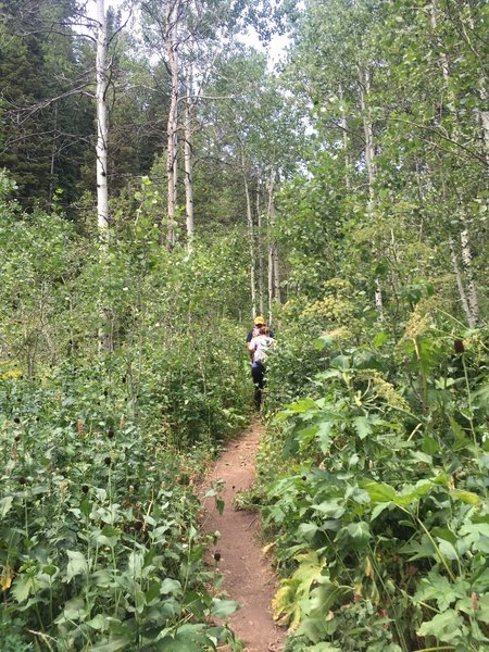 Heading up the trail through mixed vegetation.  Photo on Aug 2, 2016