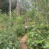 Heading up the trail through mixed vegetation.  Photo on Aug 2, 2016