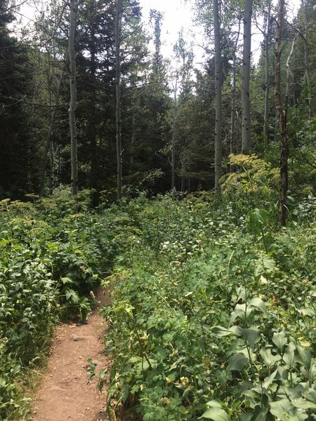 The Butler Fork Trail on Aug 2, 2016