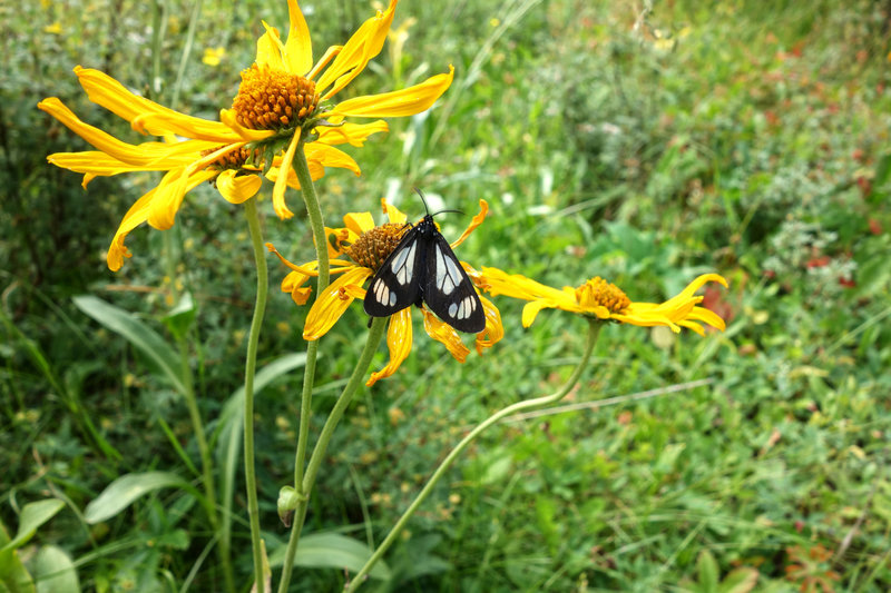 A butterfly on a flower.