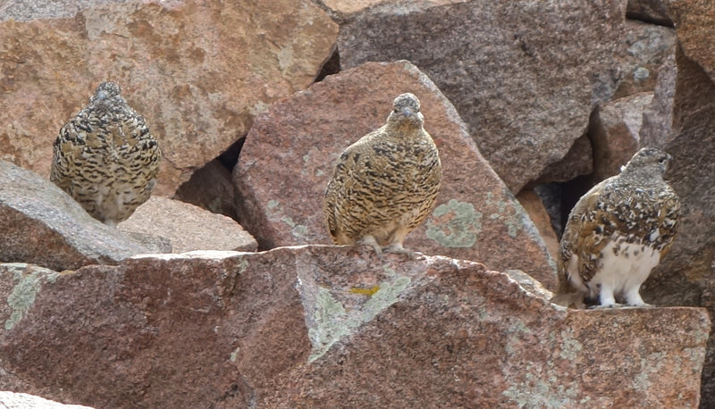 Ptarmigans.