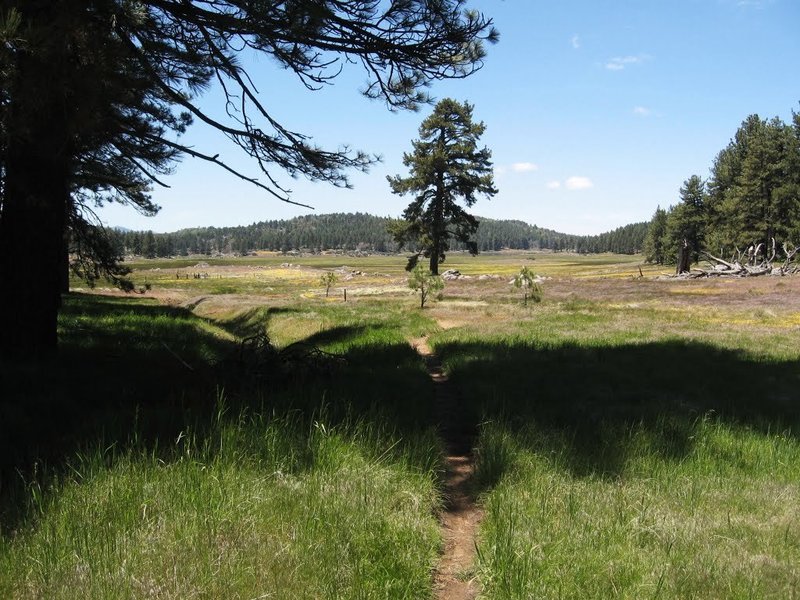 Laguna Meadow from the Chico Spur Trail.