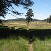 Laguna Meadow from the Chico Spur Trail.