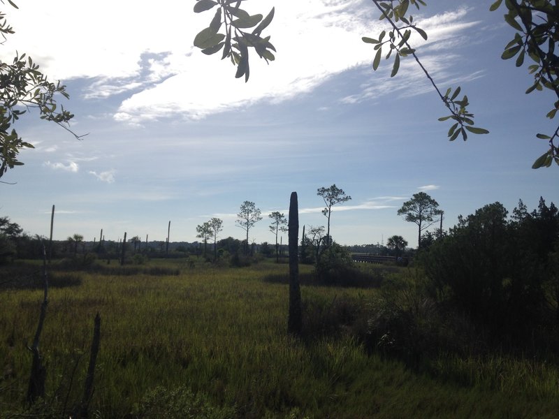 A view of the marsh with sparsely-leaved tree remnants.