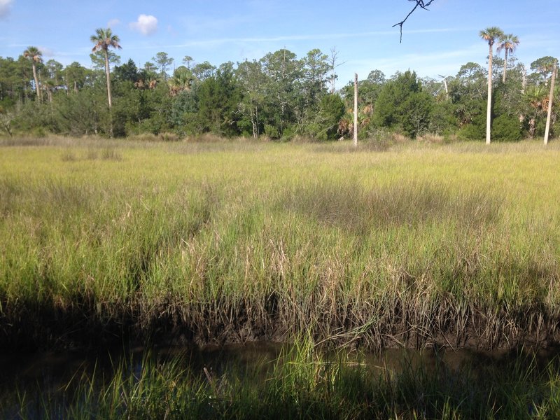 A view of the marsh with a small 'moat' in the foreground and various flora in the background.