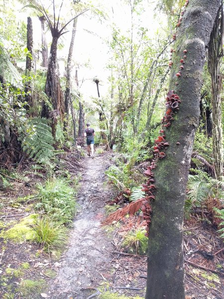 Mushrooms and free-flowing trail.