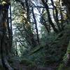 Beech Forest near the upper reaches before giving way to alpine scrub.