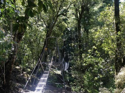 Wire Rope Bridge on the Atiwakatu Track.