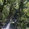 Wire Rope Bridge on the Atiwakatu Track.