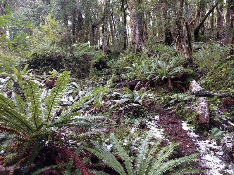 Typical section of genuine singletrack on the Old Sign Post Loop.