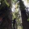 Redwoods on a 72 hr round trip from Wyoming to make it back to work on time. Worth it!