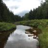 Along Blackbird Knob Trail.