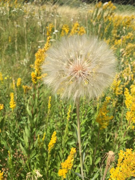 These massive dandelions (?) were everywhere. This flower was just a little smaller than a tennis ball.