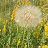 These massive dandelions (?) were everywhere. This flower was just a little smaller than a tennis ball.