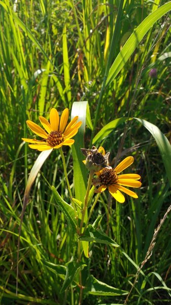 Wildflowers.