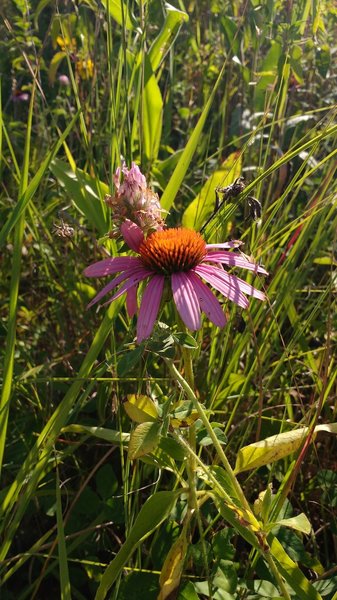 Wildflowers along the path.