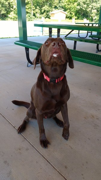 Murphy enjoying the park.