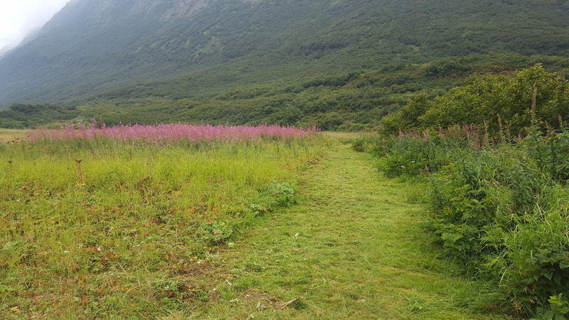 Passing through the Fireweed along the ocean on the Shoup Bay Trail.