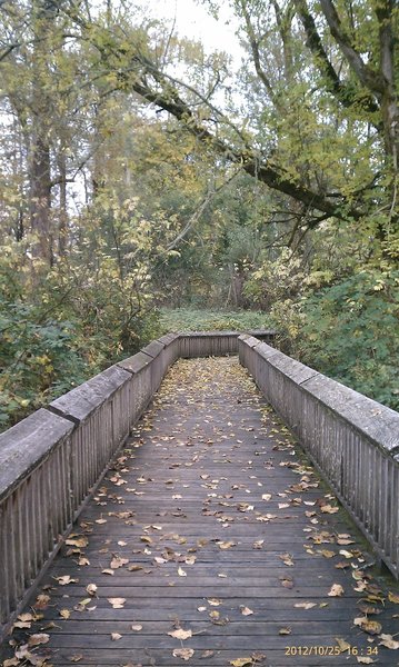 Forest boardwalk.