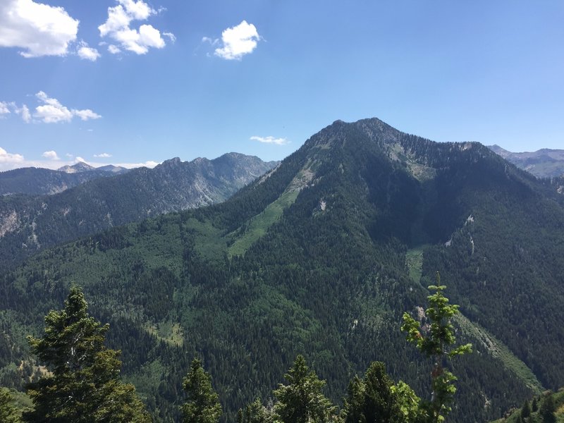 Avalanche chutes through the trees. Photo on Aug 9, 2016.