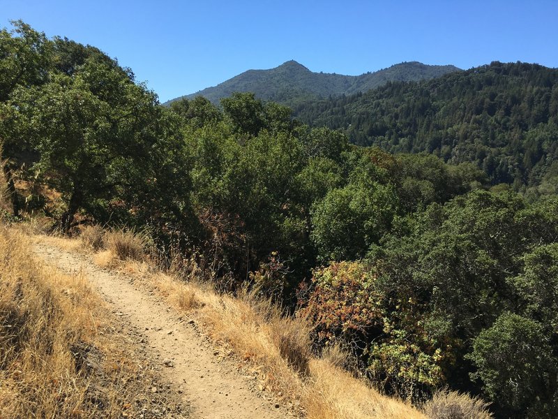 View of Mt. Tam from the Yolanda Trail.