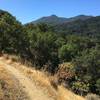 View of Mt. Tam from the Yolanda Trail.