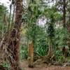 Entrada da trilha para a rampa antiga e outras - The entrance to the Old Ramp and other trails.