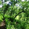 Love this segment of the Ice Age Trail. So green in the summer of 2016