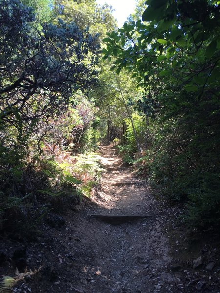 Huckleberry tunnel, heading down to the shore of Alpine Lake