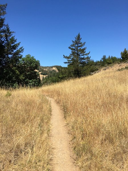 Cruising through the meadow, headed to the final stretch.