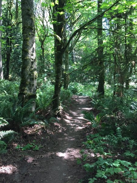 Fort Ward to Blakely Harbor Trail.