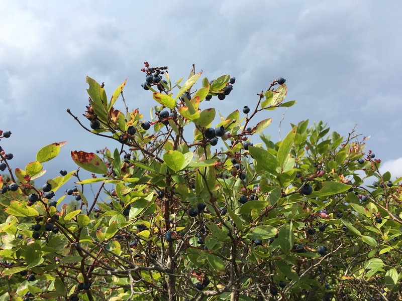 Wild blueberries.