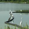 Beautiful water fowl by the lake near the trail.