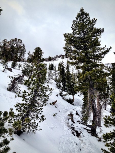 Trekking pole pock marks guide your path on a winter ascent of Mt. Rose.