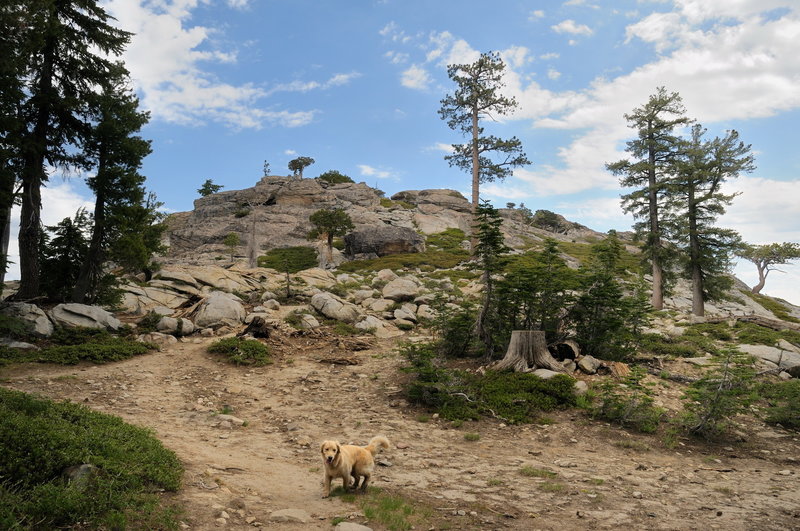 Climbing the final approach to Donner Peak. with permission from George Lamson