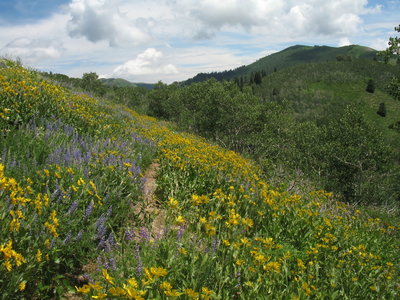 Big Cottonwood in bloom. with permission from matthew.j.kidd