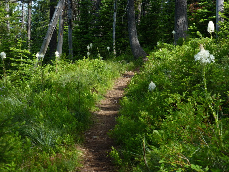 Beargrass along Chilco Mountain Trail, Idaho.