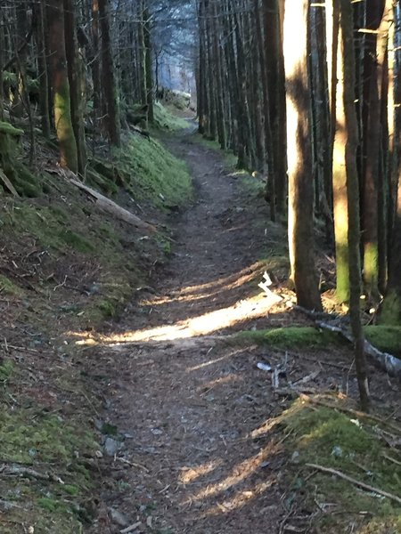 A section of the AT in GSMNP.