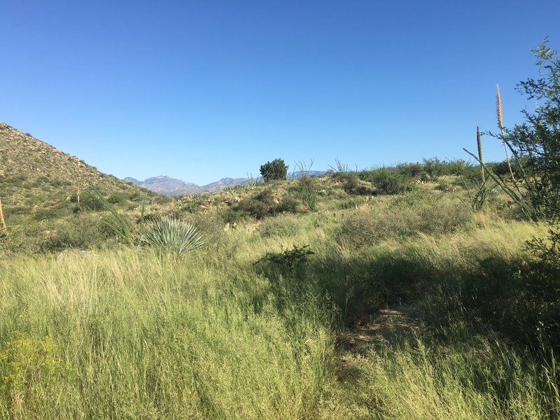 The trail begins with a slight incline with an assortment of vegetation and wonderful views of the valley.