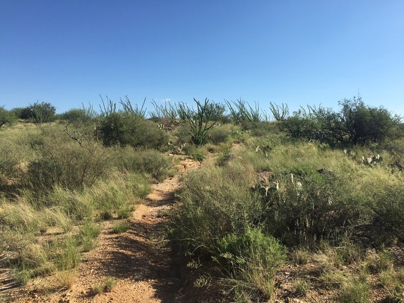 Vegetation varies from mesquite, ocotillo and creosote, to pricklypear and cholla cactus, to various grasses and flowers.