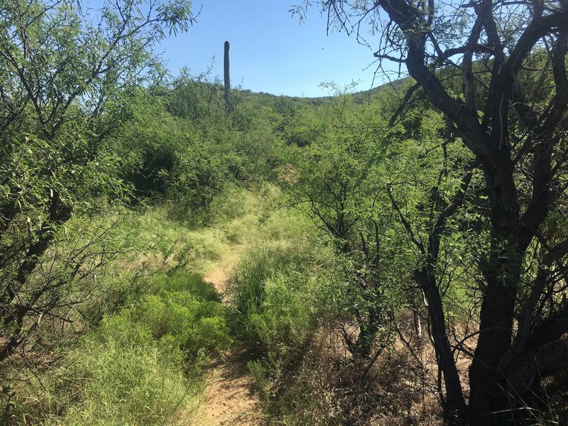 The vegetation on the trail continues to get more dense as you get closer to the wash below the waterfall.