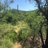 The vegetation on the trail continues to get more dense as you get closer to the wash below the waterfall.