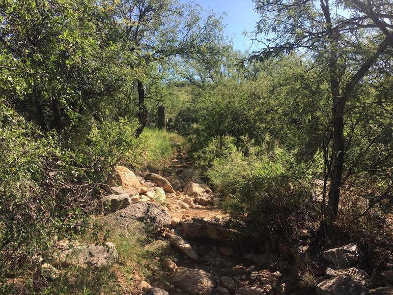 Trail starts to climb up the side of the hill towards the falls. Saguaro are in the area as well as a solid Mesquite Bosque.