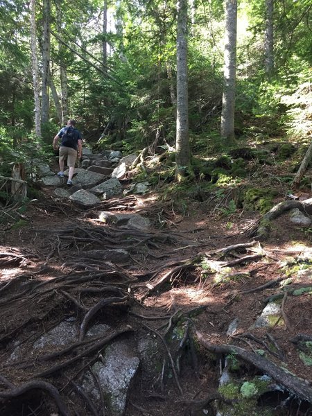 A section with considerable tree roots