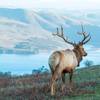 Bull tule elk with Tomales Bay in the background.