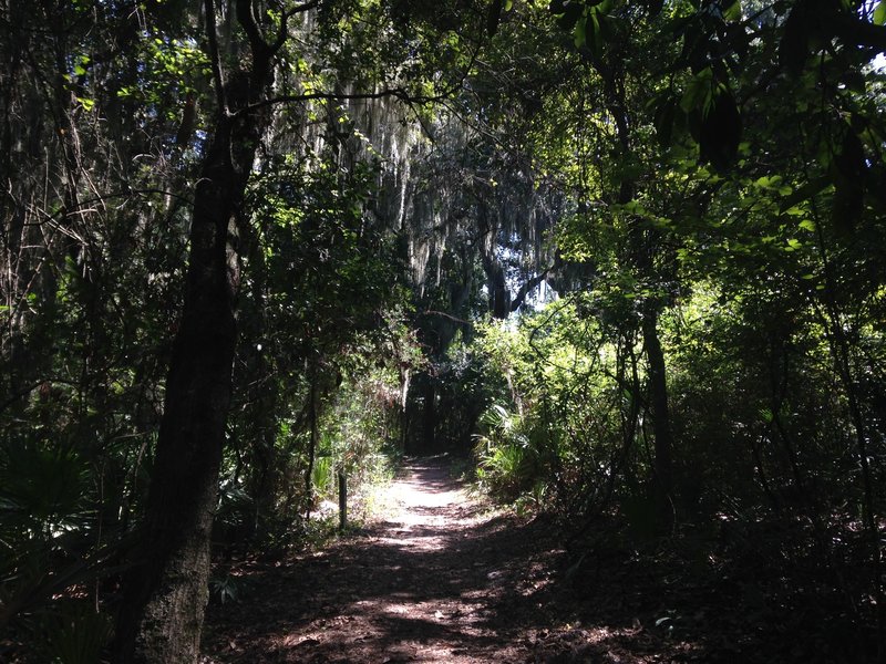 The canopy overshadows the trail for much of the way.