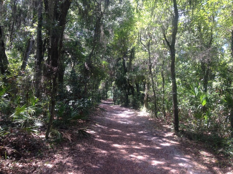 Wonderful shade along the trail